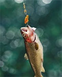 Fly & Fish!